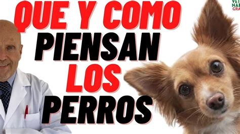 Los Perros Tienen Inteligencia O Instinto