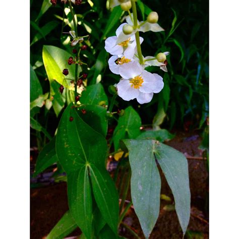 Sagittaria Latifolia Common Arrowhead Buy Native Plants Native