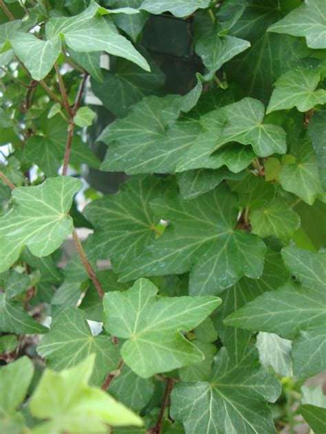 English Ivy Hedera Helix California Gold