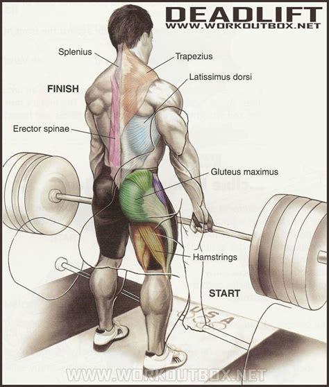 How To Deadlift The Definitive Guide To Proper Deadlift Form Fitness