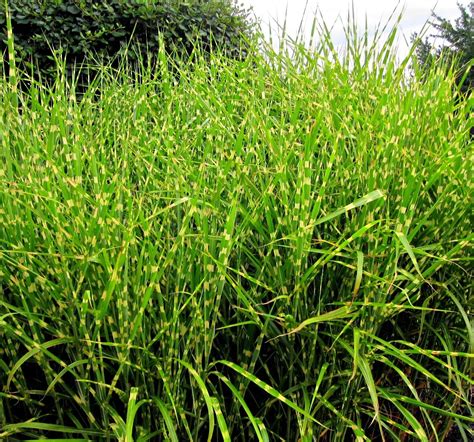 Buy Little Zebra Miscanthus Compact Grass Eureka Farms