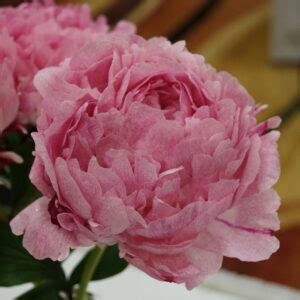 Pietertje Vriend Wagenaar Peony Aps Gold Medal Bulk Options