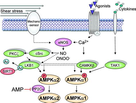 Activation And Signaling By The Activated Protein Kinase In