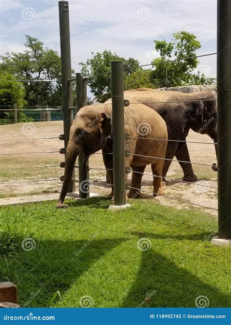 Baby elephant stock image. Image of elephant, little - 118992745