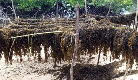 Cara Lengkap Budidaya Rumput Laut Di Tambak Usahapapun