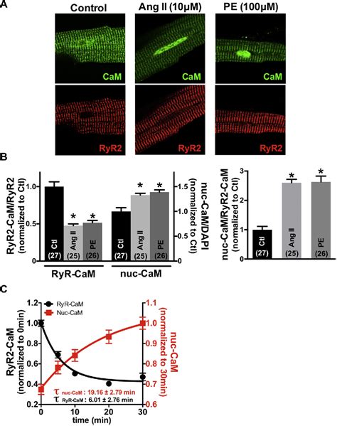 Figure 1 From Nuclear Translocation Of Calmodulin In Pathological