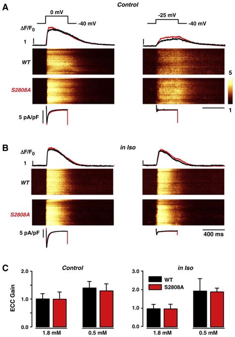 PKA Phosphorylation Of Cardiac Ryanodine Receptor Modulates SR Luminal