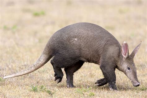 Aardvark Teeth