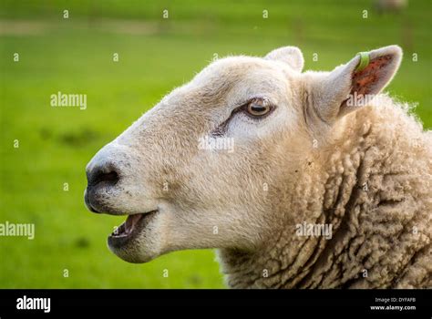 Side View Of Sheep S Head Stock Photo Alamy