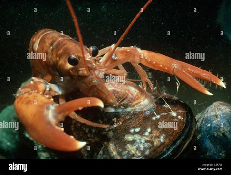 Lobster Underwater Usa Hi Res Stock Photography And Images Alamy