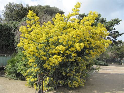 A Giant Mimosa In Full Flower Paris France Our Third Day Flickr