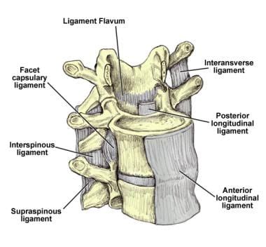 Lumbar Spine Anatomy | Bone and Spine