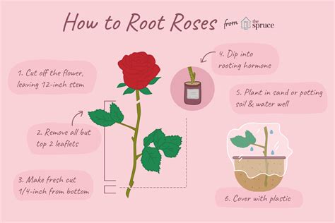 How To Grow Roses From Cuttings