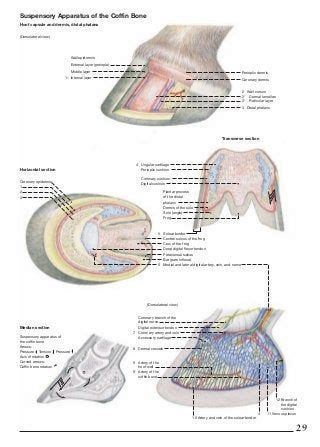 Horse Information, Horse Anatomy, Rose Gold Watch, Bio, Horses, Animal ...