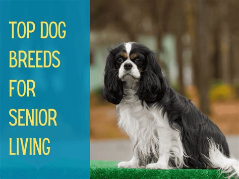 8 Best Dogs For Seniors: Perfect Low-Maintenance Breeds