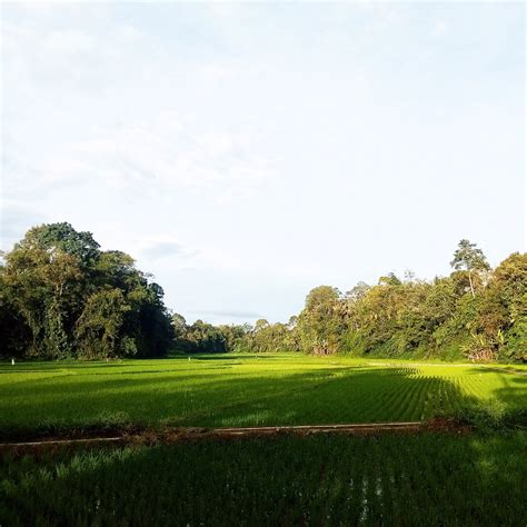 Ricefield In The Morning Catatan St Nagari