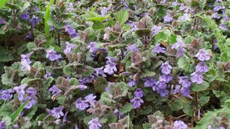 Ground ivy flowers - Stock Video Clip - K009/6096 - Science Photo Library