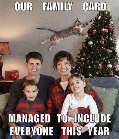 19 Cats Vs Christmas Tree Memes That All Cat Owners Can Relate To | Cuteness