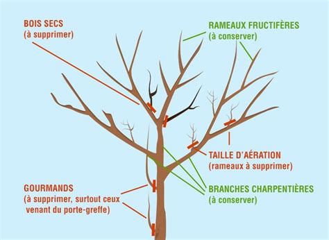 Comment tailler les pommiers en espalier et les mûres Hot Sex Picture