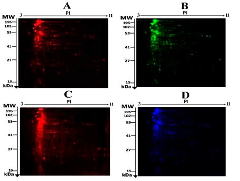 Fluorescent Proteins Of A Two Dimensional Difference In Gel Download Scientific Diagram