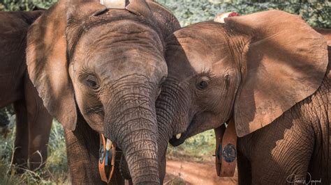 How Your Company Can Help Elephants Save The Elephants