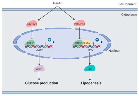 Cells Free Full Text A Review Of Foxo Regulated Metabolic Diseases