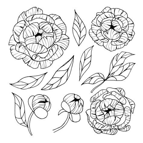 Premium Vector Black Outline Of Peony Flowers On A White Background