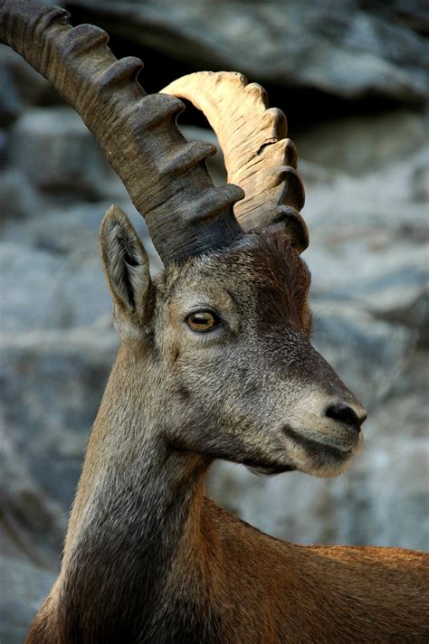 Pin von Markéta auf KOZOROH Steinbock Tiere Steine