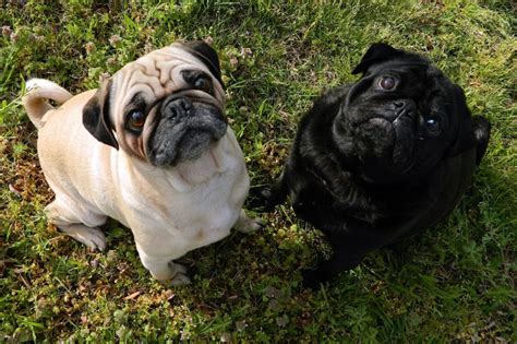 Diferencia Entre Castrar Y Esterilizar A Una Mascota