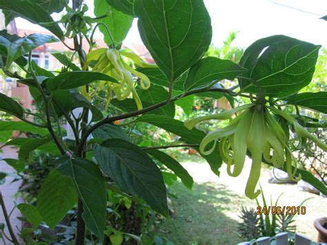 Shades of Grey: Dwarf Ylang Ylang Plant.........Odorata Cananga var ...