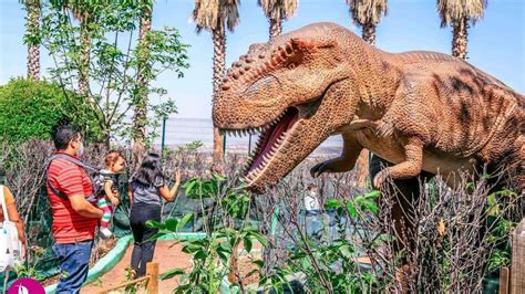 Así Se Ve El Parque Jurásico En Guanajuato Una Aventura Con Dinosaurios La Silla Rota