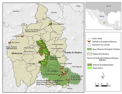 Mariposa Monarca En M Xico Peque Os Avances Son A N Insuficientes Para