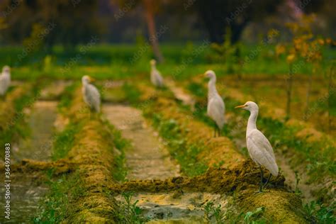 Cattle egrets at farm in Vrindavan Stock Photo | Adobe Stock