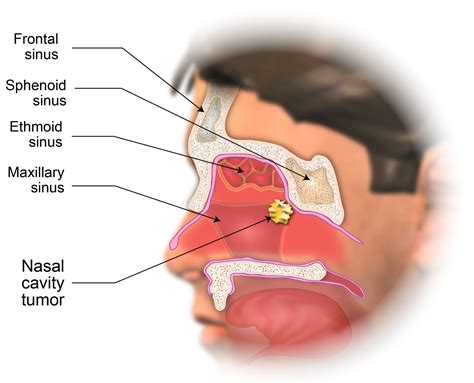 Nasal Cavity