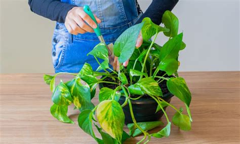 Como Recuperar Uma Planta Folhas Amareladas Aprenda Agora