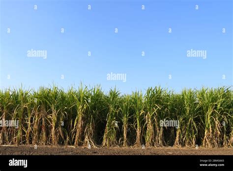 Sugarcane Farm Of Gujarat India Agriculture Sugarcane Farming Stock