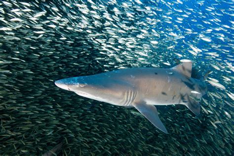 Sand Tiger Shark Images