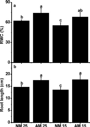 Relative Water Content Rwc A And Root Length B In Rice Roots Download Scientific