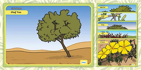 Illustrated Posters Uae Plants Lower Primary Twinkl