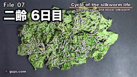 【蚕の一生】cycle Of The Silkworm Life 0733 二齢 Youtube