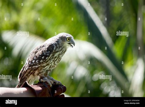 Barking Owls Have Dark Brown Feathers With White Spots On The Wings