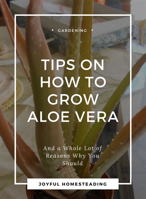 How To Grow Aloe Vera