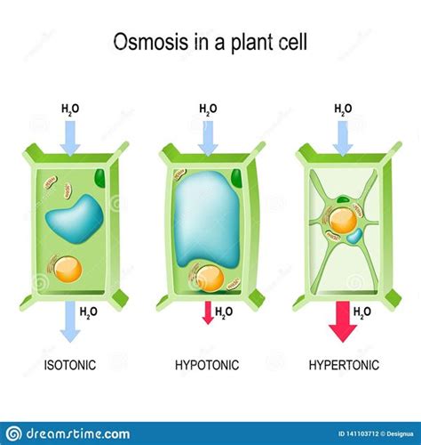 Diagram Of Osmosis In Plants