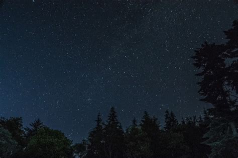 Forest At Night With Stars