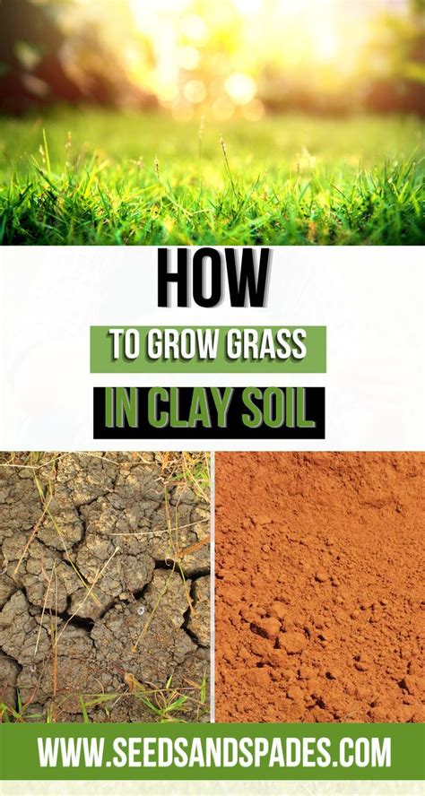 Essential Tips To Grow Grass In Clay Soil Tips For Beginners