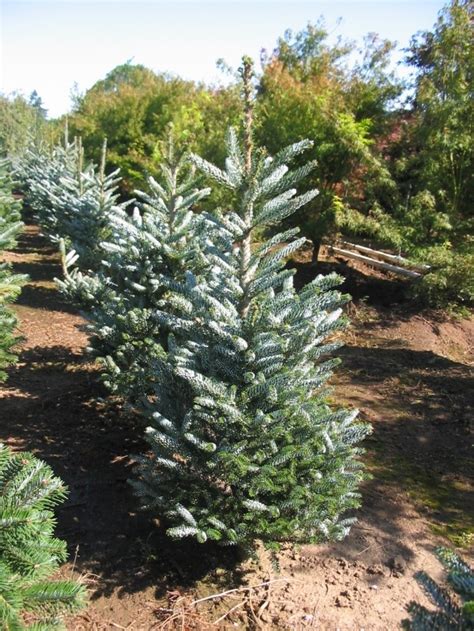 Horstmanns Silberlocke Korean Fir A Delightful Evergreen Whose