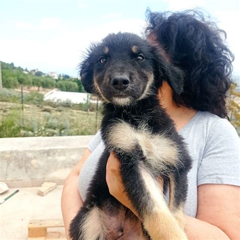 Timo Mesi E Mezzo Cane A Padova In Regalo