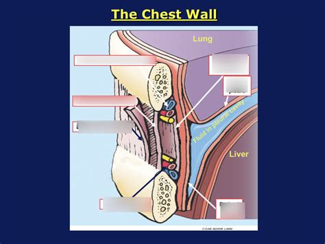 Detailed Chest Wall Diagram Quizlet