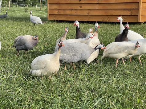 8 Things You Should Know About Raising Guinea Fowl — Allen And Emily