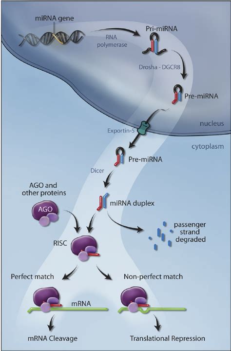 Schematic Diagram Depicting Mirna Production The Pri Mirna Is